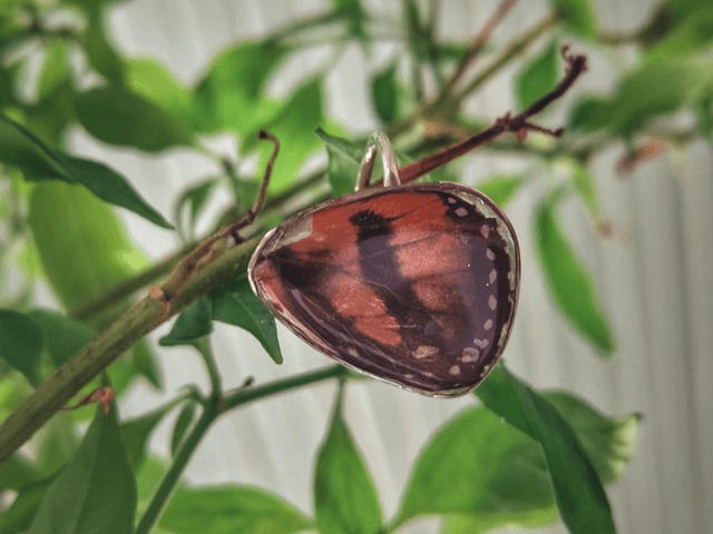 Butterfly Wing Ring